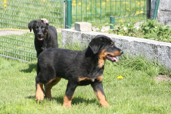 Quenza 09 04 2017 (28)